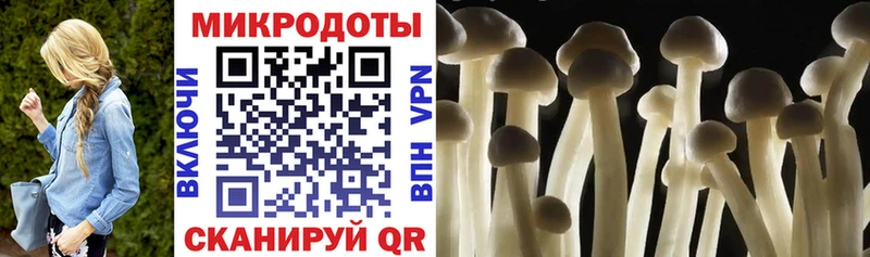 Псилоцибиновые грибы Psilocybine cubensis Кольчугино