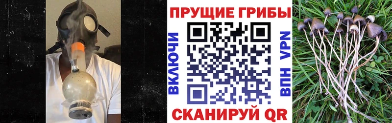 Псилоцибиновые грибы Psilocybe Кольчугино